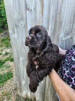 Hadley Ready  Now , a male Cocker Spaniel for sale in Brooksville, FL – Photo 3 of 10