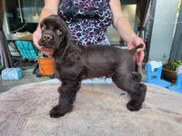 Hadley Ready  Now , a male Cocker Spaniel for sale in Brooksville, FL – Photo 10 of 10