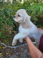 Craig Ready Now, a male Cocker Spaniel for sale in Brooksville, FL – Photo 6 of 7