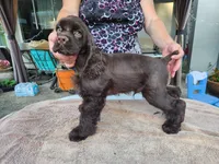 Hadley Ready  Now , a male Cocker Spaniel for sale in Brooksville, FL – Photo 7 of 10