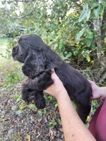 Hadley , a male Cocker Spaniel for sale in Brooksville, FL – Photo 4 of 8