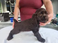 Hadley , a male Cocker Spaniel for sale in Brooksville, FL – Photo 8 of 8