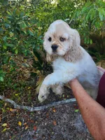 Craig Ready Now, a male Cocker Spaniel for sale in Brooksville, FL – Photo 3 of 7
