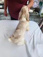 Craig Ready Now, a male Cocker Spaniel for sale in Brooksville, FL – Photo 5 of 7