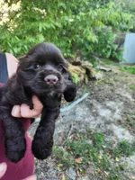 Hadley , a male Cocker Spaniel for sale in Brooksville, FL – Photo 5 of 8