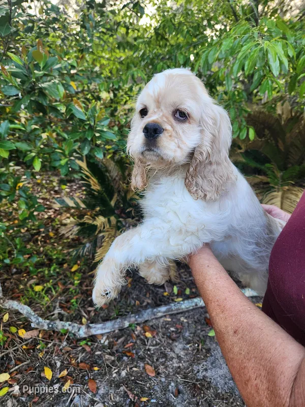 Craig Ready Now – Cocker Spaniel puppy for sale in Brooksville, FL