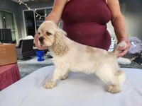 Craig Ready Now, a male Cocker Spaniel for sale in Brooksville, FL – Photo 2 of 7