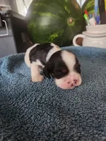 Logan AKC, a male Cocker Spaniel for sale in Brooksville, FL – 2 of 5