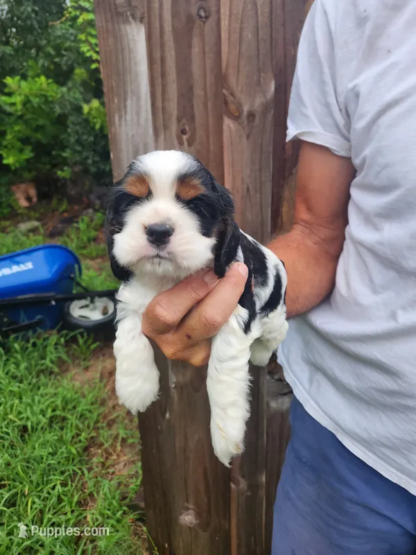 Lucas AKC – Cocker Spaniel puppy for sale in Brooksville, FL