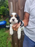 Lucas , a male Cocker Spaniel for sale in Brooksville, FL – 1 of 9