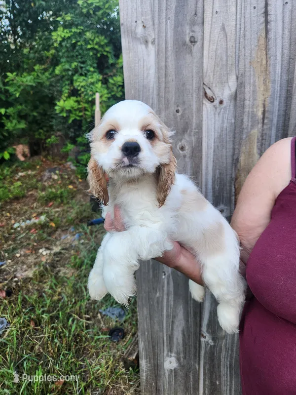 London Ready Now  – Cocker Spaniel puppy for sale in Brooksville, FL