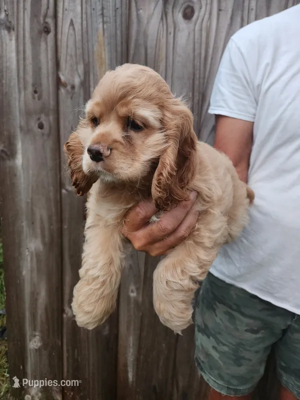 Kent Ready Now  – Cocker Spaniel puppy for sale in Brooksville, FL