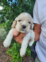 Hank Ready 07/22, a male Cocker Spaniel for sale in Brooksville, FL – 7 of 7