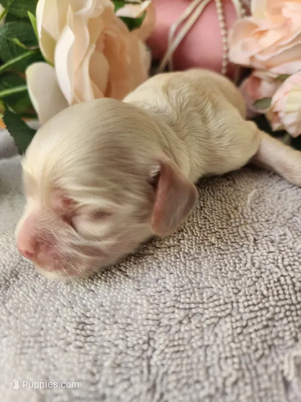 Holden – Cocker Spaniel puppy for sale in Brooksville, FL