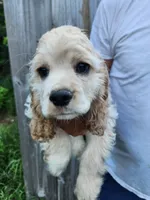 Hackett Reduced , a male Cocker Spaniel for sale in Brooksville, FL – 5 of 8