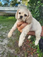Hannah , a female Cocker Spaniel for sale in Brooksville, FL – 3 of 10