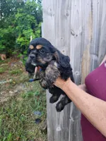 Luna Ready Now , a male Cocker Spaniel for sale in Brooksville, FL – 5 of 10