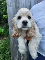 Henry Reduced , a male Cocker Spaniel for sale in Brooksville, FL – 3 of 9