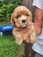 Leah AKC, a male Cocker Spaniel for sale in Brooksville, FL – 1 of 8