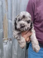 Nancy  Sold, a female Cocker Spaniel for sale in Brooksville, FL – 6 of 10