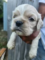 Jessa On Hold, a female Cocker Spaniel for sale in Brooksville, FL – 9 of 9