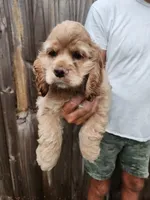 Kent Sold, a male Cocker Spaniel for sale in Brooksville, FL – 3 of 10