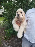 Owen Reduced, a male Cocker Spaniel for sale in Brooksville, FL – 4 of 9