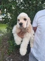 Owen Reduced, a male Cocker Spaniel for sale in Brooksville, FL – 7 of 9