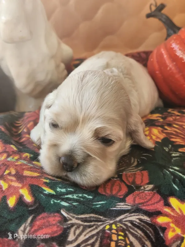 Precious  – Cocker Spaniel puppy for sale in Brooksville, FL
