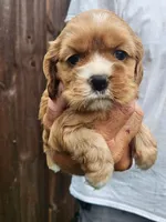 Leah AKC, a male Cocker Spaniel for sale in Brooksville, FL – 4 of 8