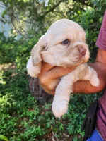 Nathan Ready 07/02, a male Cocker Spaniel for sale in Brooksville, FL – 6 of 8