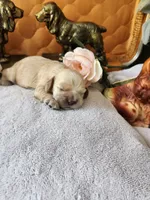 Joy Sold, a female Cocker Spaniel for sale in Brooksville, FL – 4 of 9