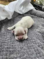 Owen, a male Cocker Spaniel for sale in Brooksville, FL – Photo 1 of 4