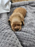 Valerie , a female Cocker Spaniel for sale in Brooksville, FL – Photo 2 of 3