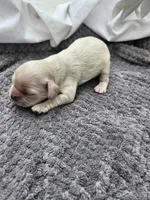 Owen, a male Cocker Spaniel for sale in Brooksville, FL – Photo 4 of 4