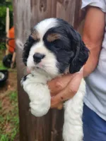 Logan , a male Cocker Spaniel for sale in Brooksville, FL – 3 of 8