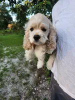 Hannah Ready Now , a female Cocker Spaniel for sale in Brooksville, FL – 2 of 10