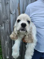 Holden Reduced , a male Cocker Spaniel for sale in Brooksville, FL – 10 of 10