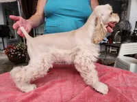 Owen Reduced, a male Cocker Spaniel for sale in Brooksville, FL – 2 of 9
