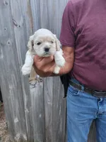 Hannah Ready 07/22, a female Cocker Spaniel for sale in Brooksville, FL – 4 of 6