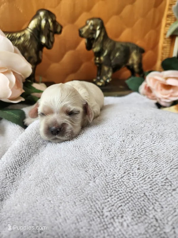 Jessa – Cocker Spaniel puppy for sale in Brooksville, FL