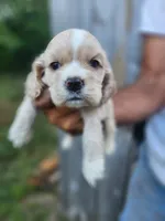 Jack Ready 07/06, a male Cocker Spaniel for sale in Brooksville, FL – 6 of 6