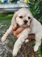 Hannah , a female Cocker Spaniel for sale in Brooksville, FL – 7 of 10