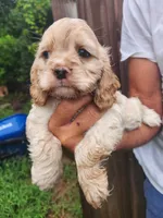 Keaton, a male Cocker Spaniel for sale in Brooksville, FL – 5 of 10