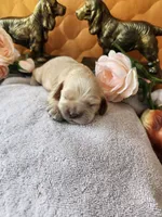 Joy Sold, a female Cocker Spaniel for sale in Brooksville, FL – 5 of 9