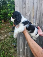 Lola Ready Now , a male Cocker Spaniel for sale in Brooksville, FL – 6 of 9