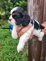 Logan , a male Cocker Spaniel for sale in Brooksville, FL – 5 of 8