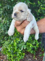 Holden Ready 07/22, a male Cocker Spaniel for sale in Brooksville, FL – 8 of 9