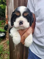 Lincoln , a male Cocker Spaniel for sale in Brooksville, FL – 2 of 10