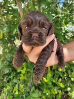 Neal Ready 07/02, a male Cocker Spaniel for sale in Brooksville, FL – 6 of 8